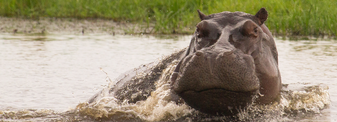 hyppo in the water